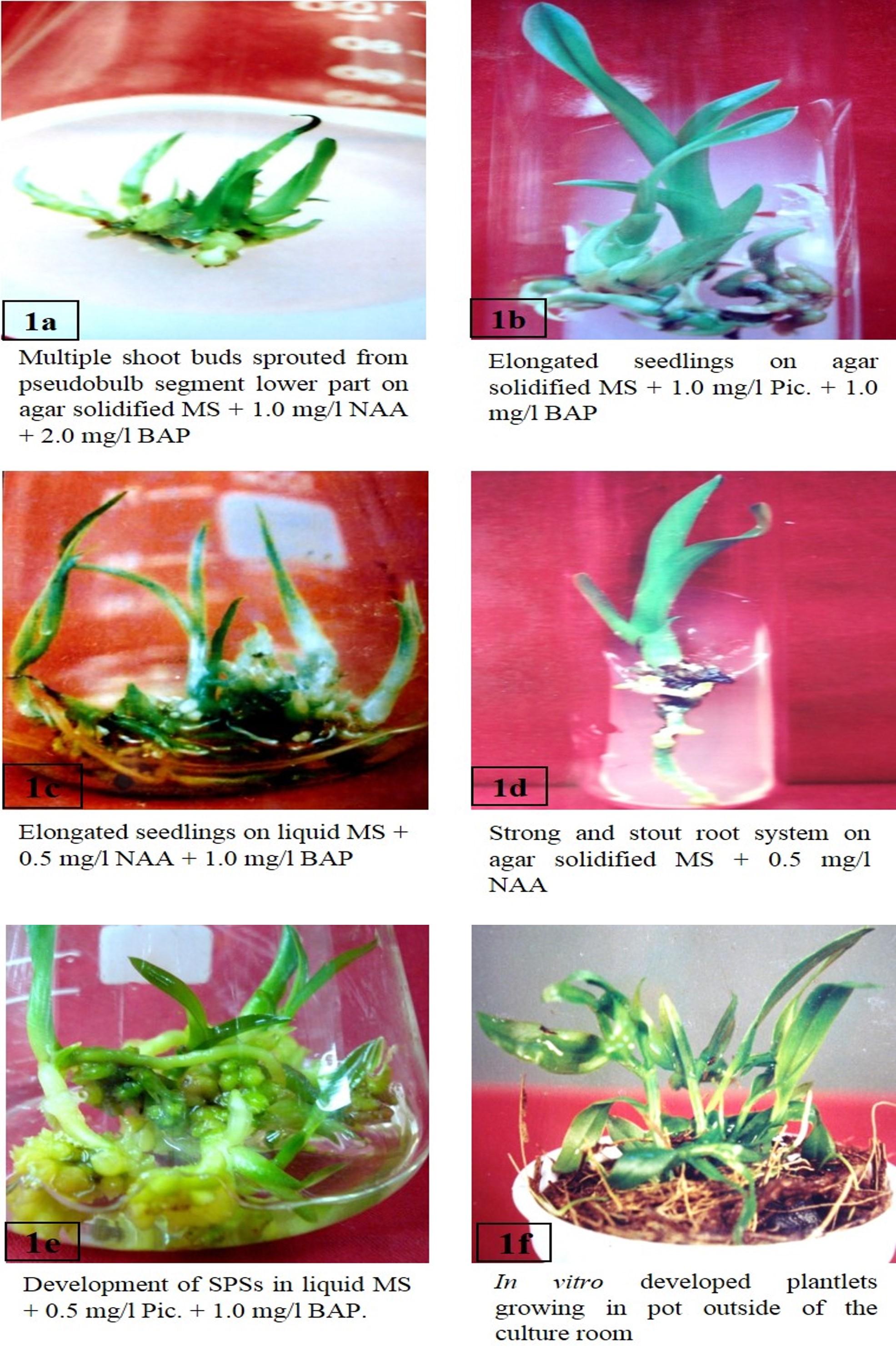 Micropropagation of commercially important orchid Dendrobium palpebrae Lindl. through in vitro developed pseudobulb culture