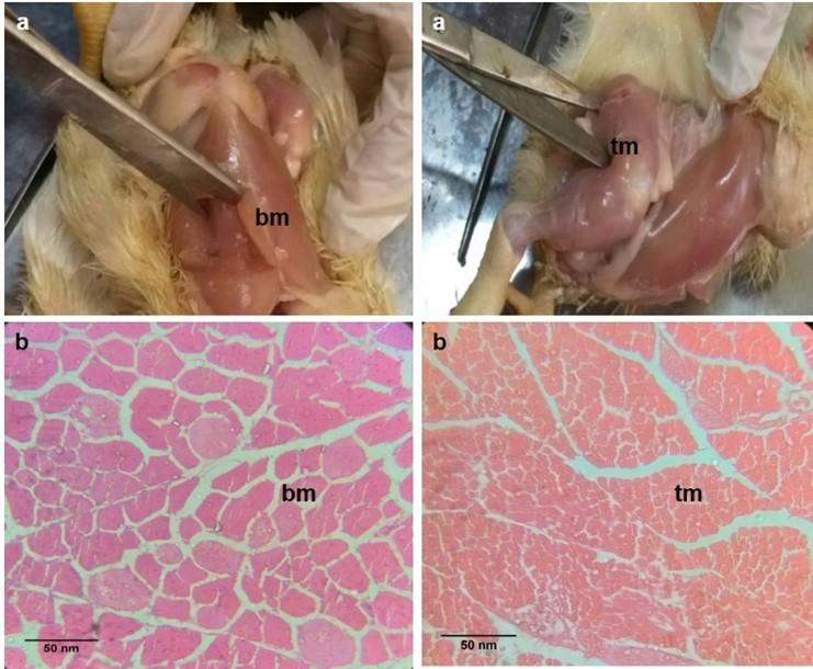 Adaptations of muscular biology in response to potential glucocorticoid treatment in broiler chicken