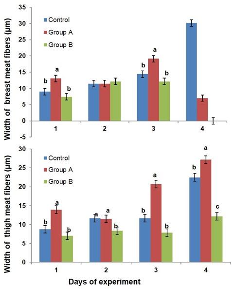 Adaptations of muscular biology in response to potential glucocorticoid treatment in broiler chicken