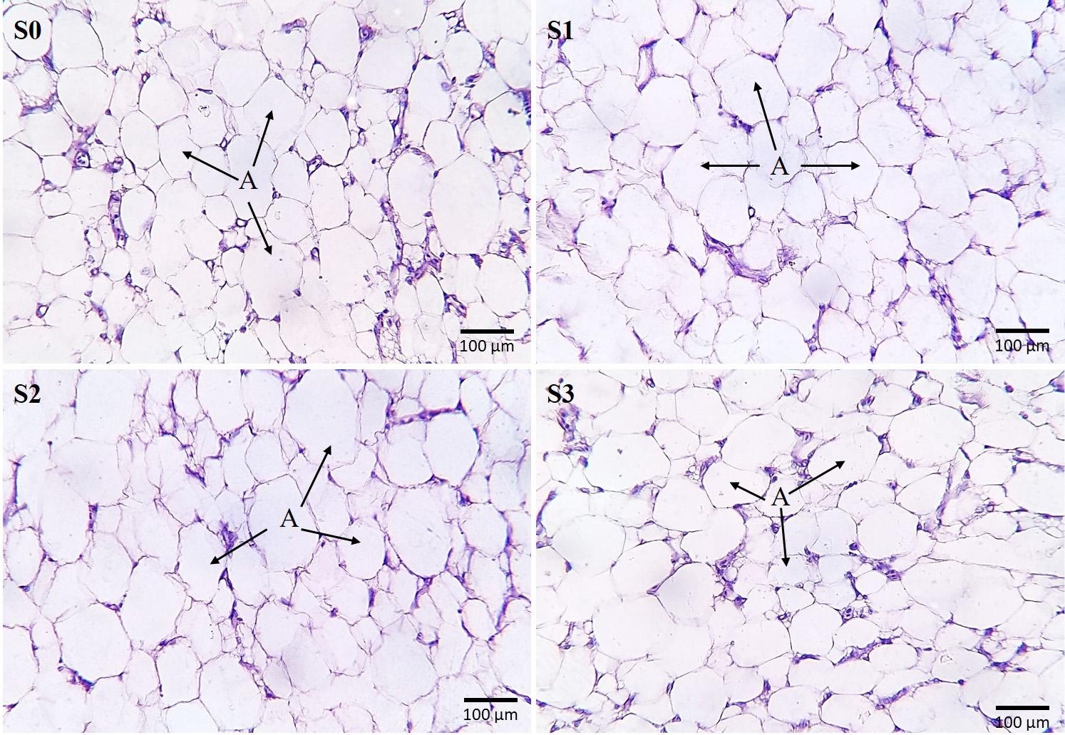 Effects of Clove and Tulsi supplementation on the dynamics and cellularity of adipose tissue in the visceral and subcutaneous fat depots in Broiler