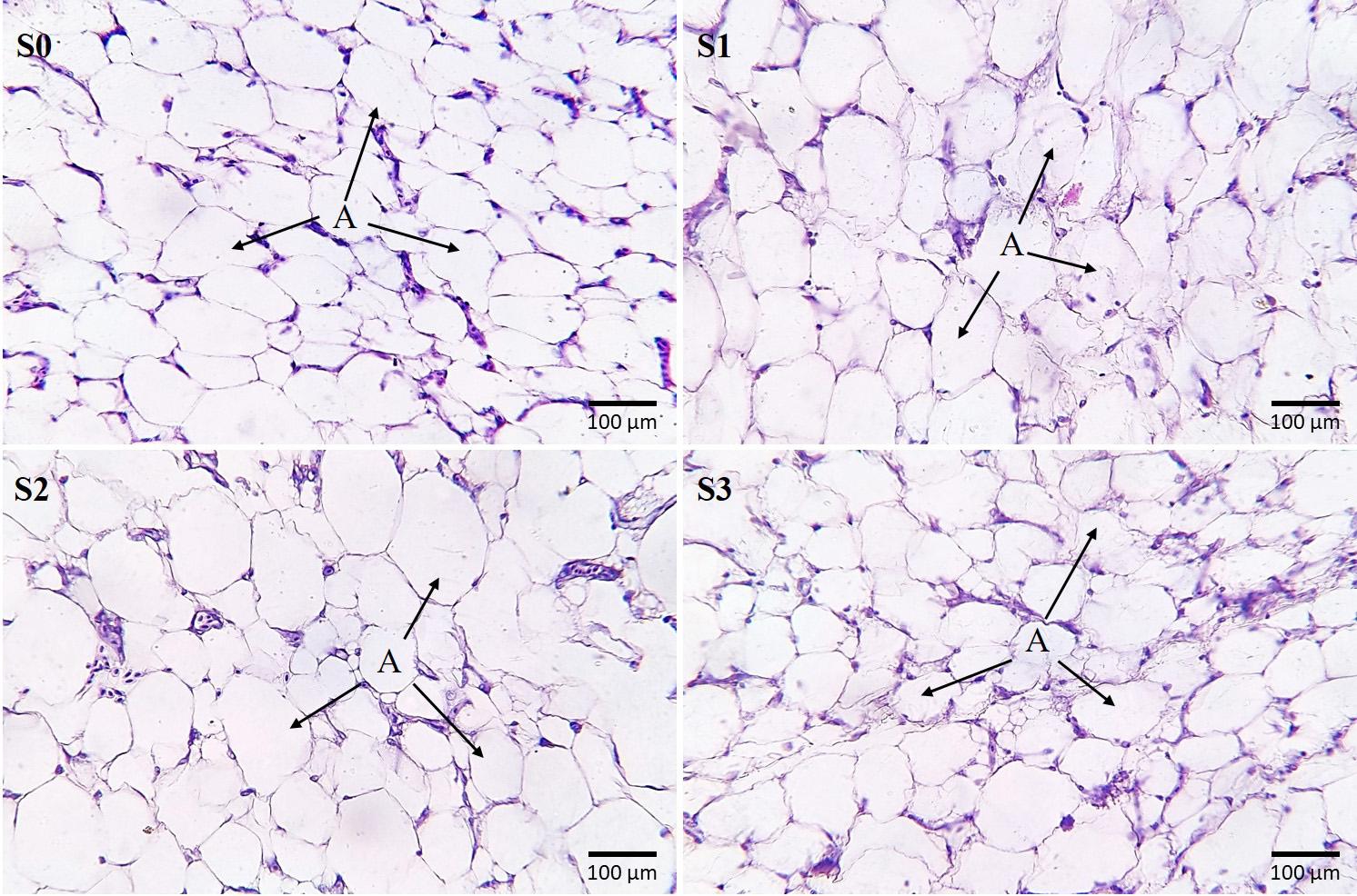 Effects of Clove and Tulsi supplementation on the dynamics and cellularity of adipose tissue in the visceral and subcutaneous fat depots in Broiler