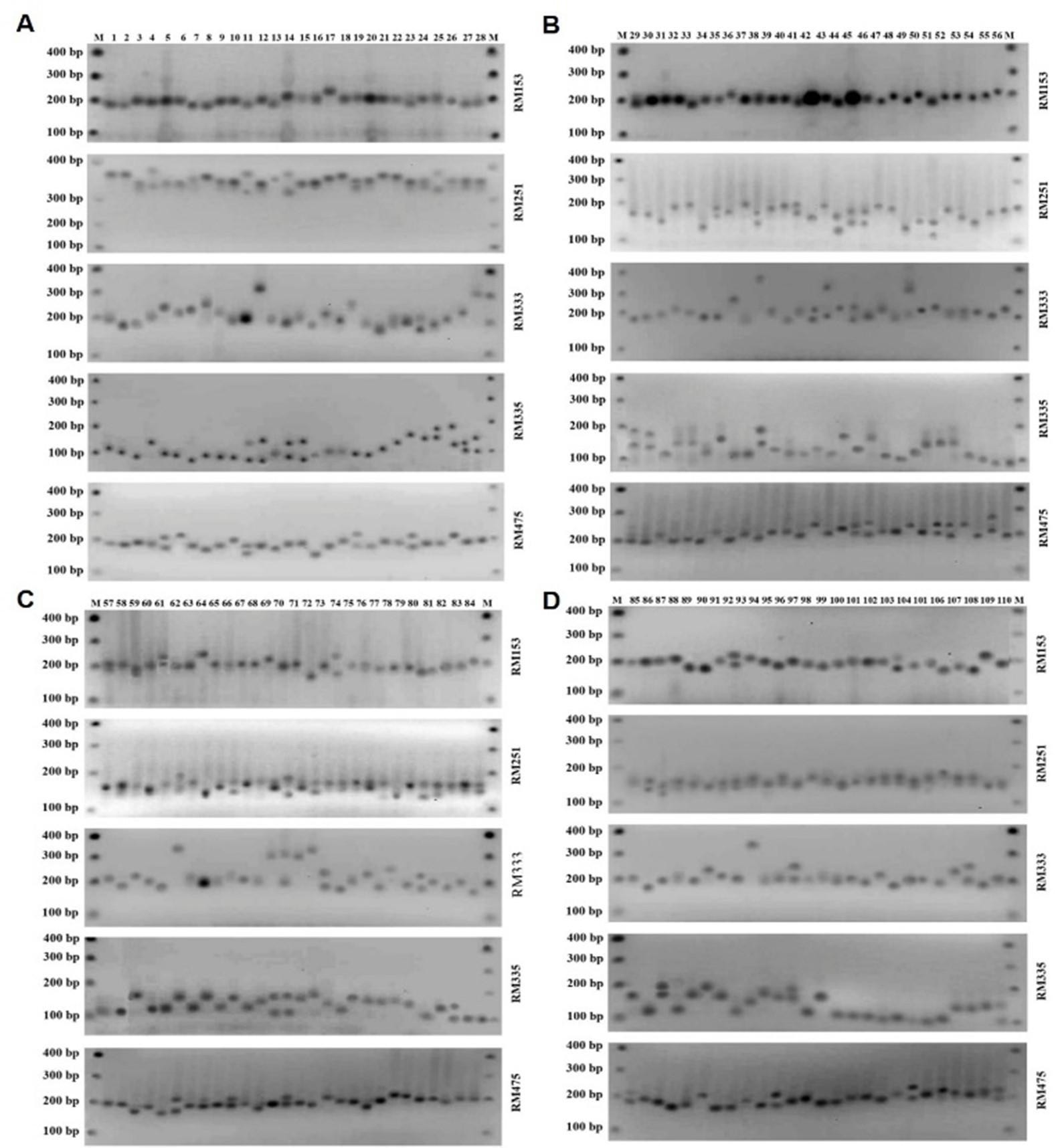 Genetic fingerprinting for the protection of local rice (Oryza sativa L.) cultivars of Bangladesh