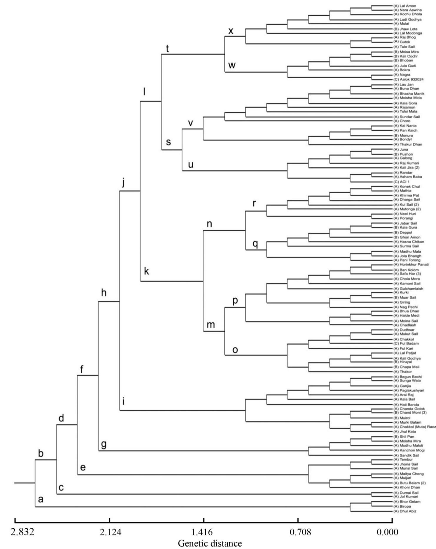 Genetic fingerprinting for the protection of local rice (Oryza sativa L.) cultivars of Bangladesh