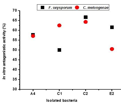 Screening of antagonistic potential bacteria from rhizosphere soil against phytopathogenic fungi related to selected vegetable crops