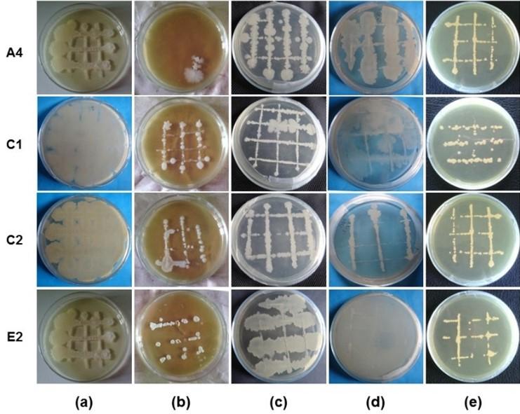 Screening of antagonistic potential bacteria from rhizosphere soil against phytopathogenic fungi related to selected vegetable crops