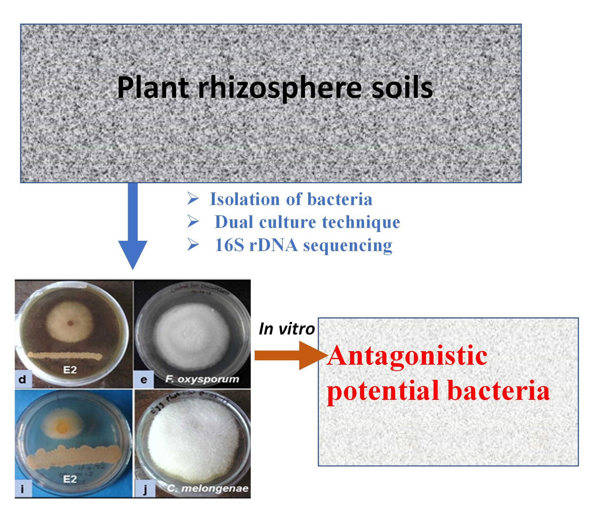 Screening of antagonistic potential bacteria from rhizosphere soil against phytopathogenic fungi related to selected vegetable crops