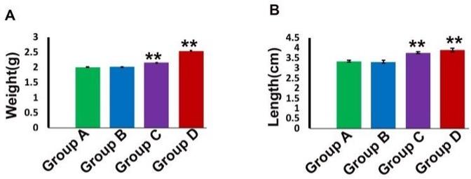 Long term administration of gentamicin affects hemato-biochemical parameters and liver architecture of Swiss Albino mice