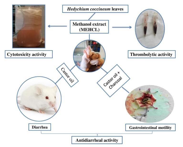 Antidiarrheal, cytotoxic and thrombolytic activities of methanolic extract of Hedychium coccineum leaves