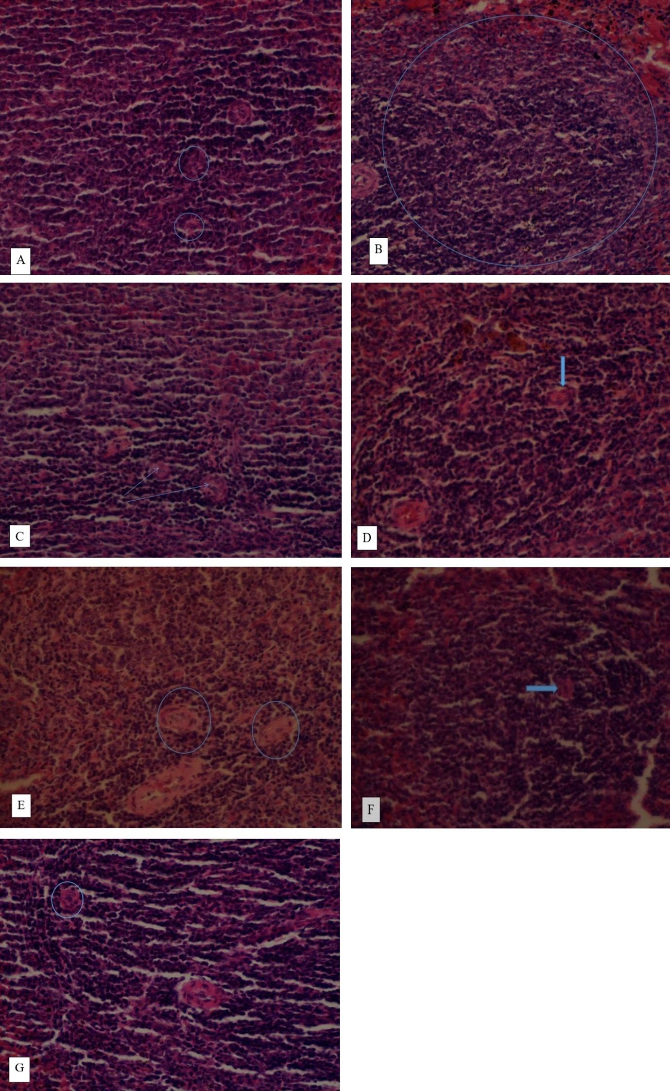 Effect of aqueous and ethanol extracts of <span>Cucurbita maxima</span> seed on fasting blood glucose in alloxan-induced rats