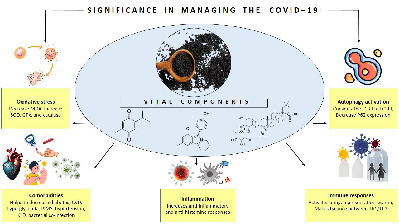 Therapeutic potential of selective medicinal plants and their phytoconstituents in respiratory diseases: A review with an emphasis on COVID-19