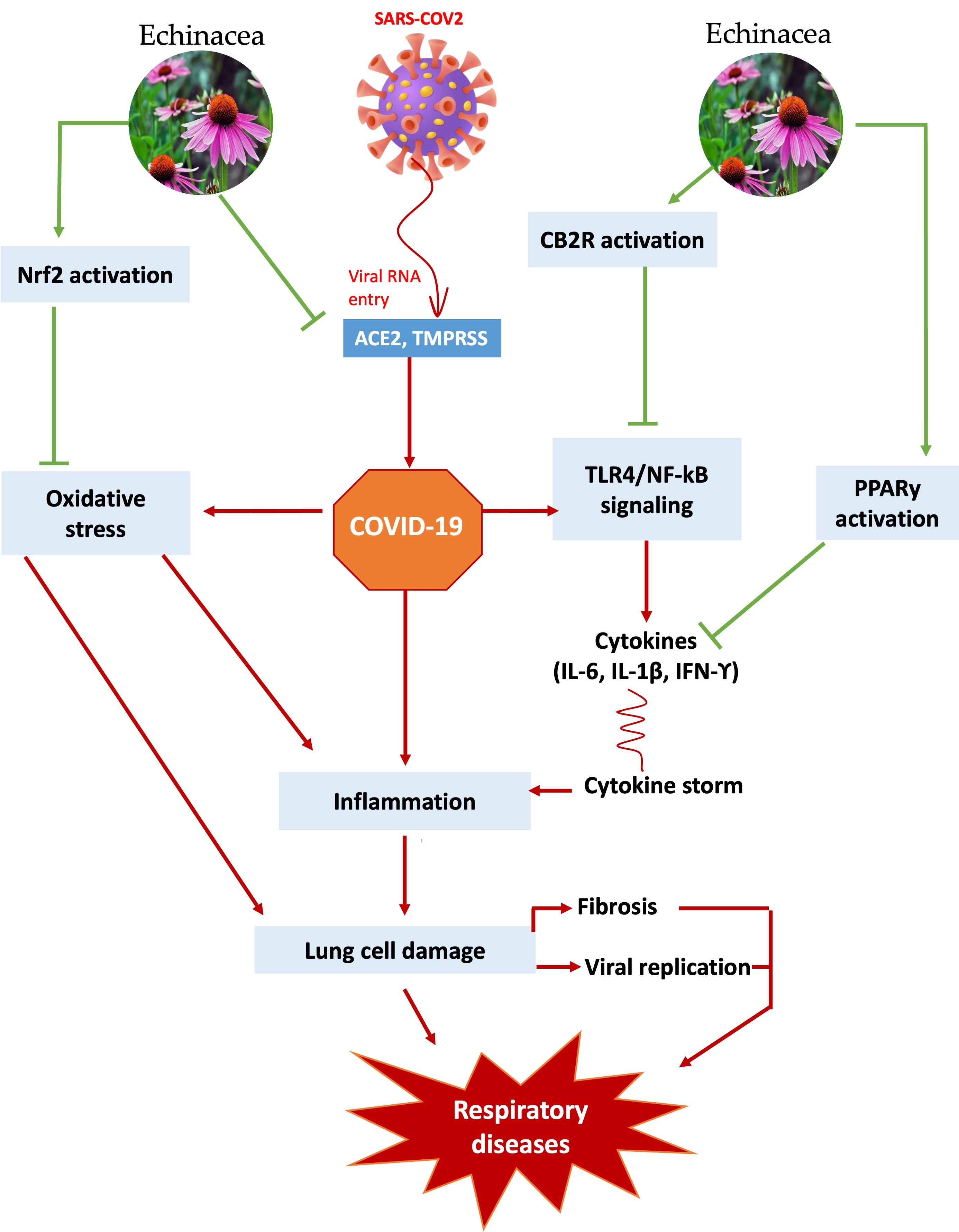 Therapeutic potential of selective medicinal plants and their phytoconstituents in respiratory diseases: A review with an emphasis on COVID-19