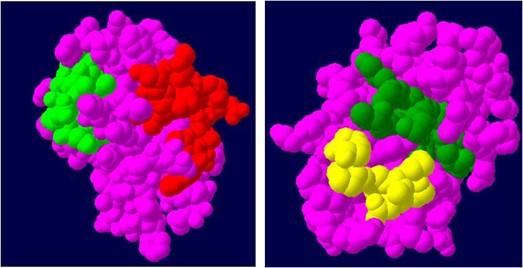 Analysis of maize profilin-4 isoform as an allergen