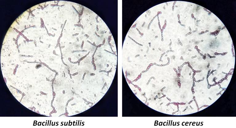 Biochemical and molecular identification of antibiotic-producing bacteria from waste dumpsite soil