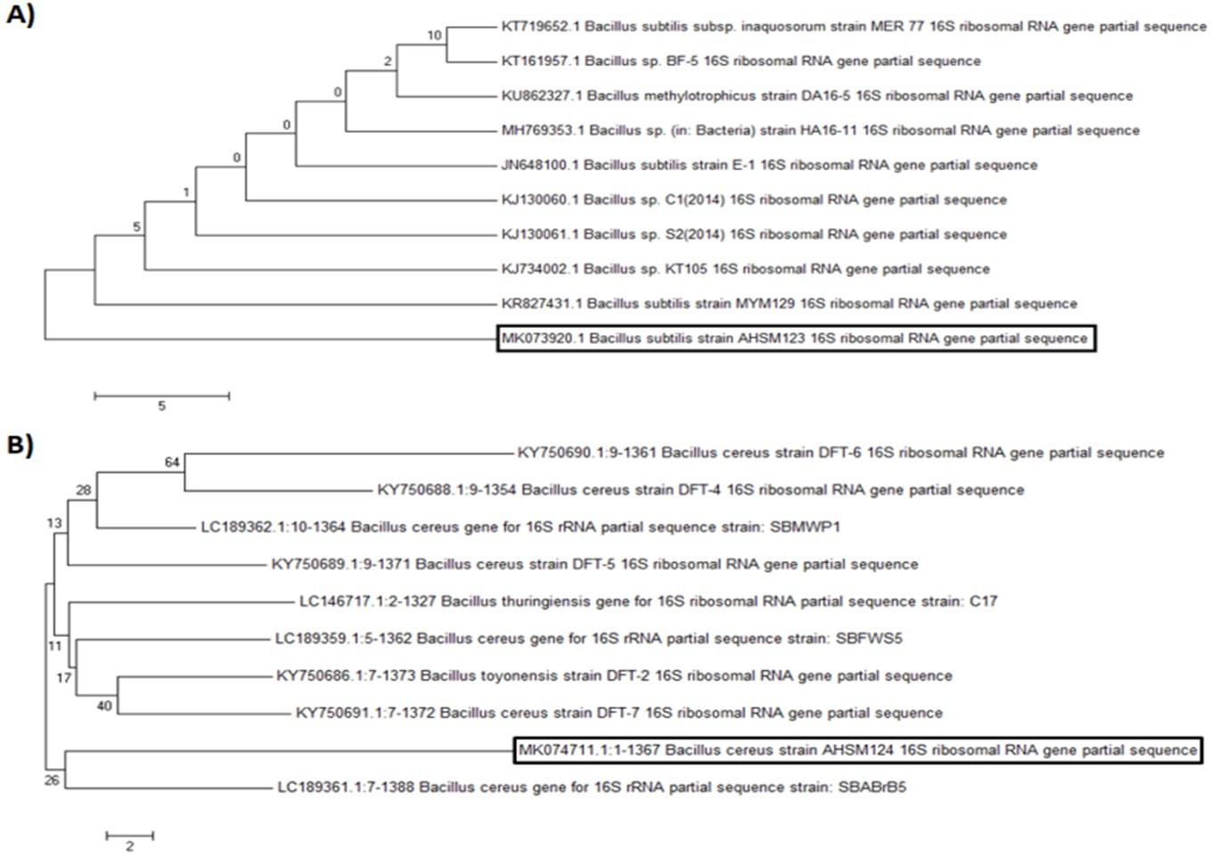 Biochemical and molecular identification of antibiotic-producing bacteria from waste dumpsite soil