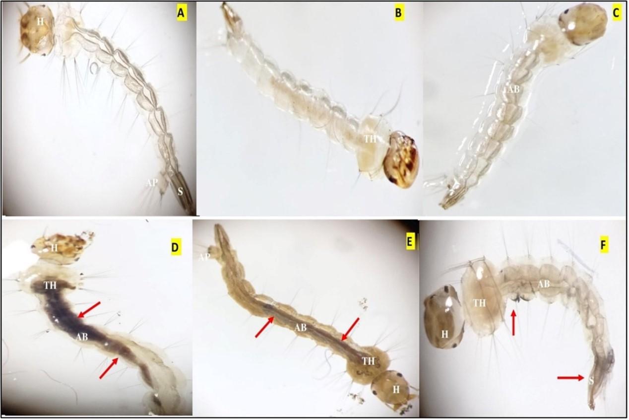 <span>Coffee arabica</span>-derived copper nanoparticles: A potent larvicidal agent against <span>Aedes aegypti</span> mosquitoes