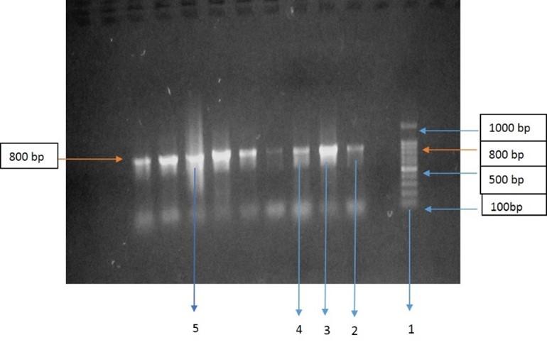 Molecular identification of four medicinal plants using DNA barcoding approach from Chittagong, Bangladesh