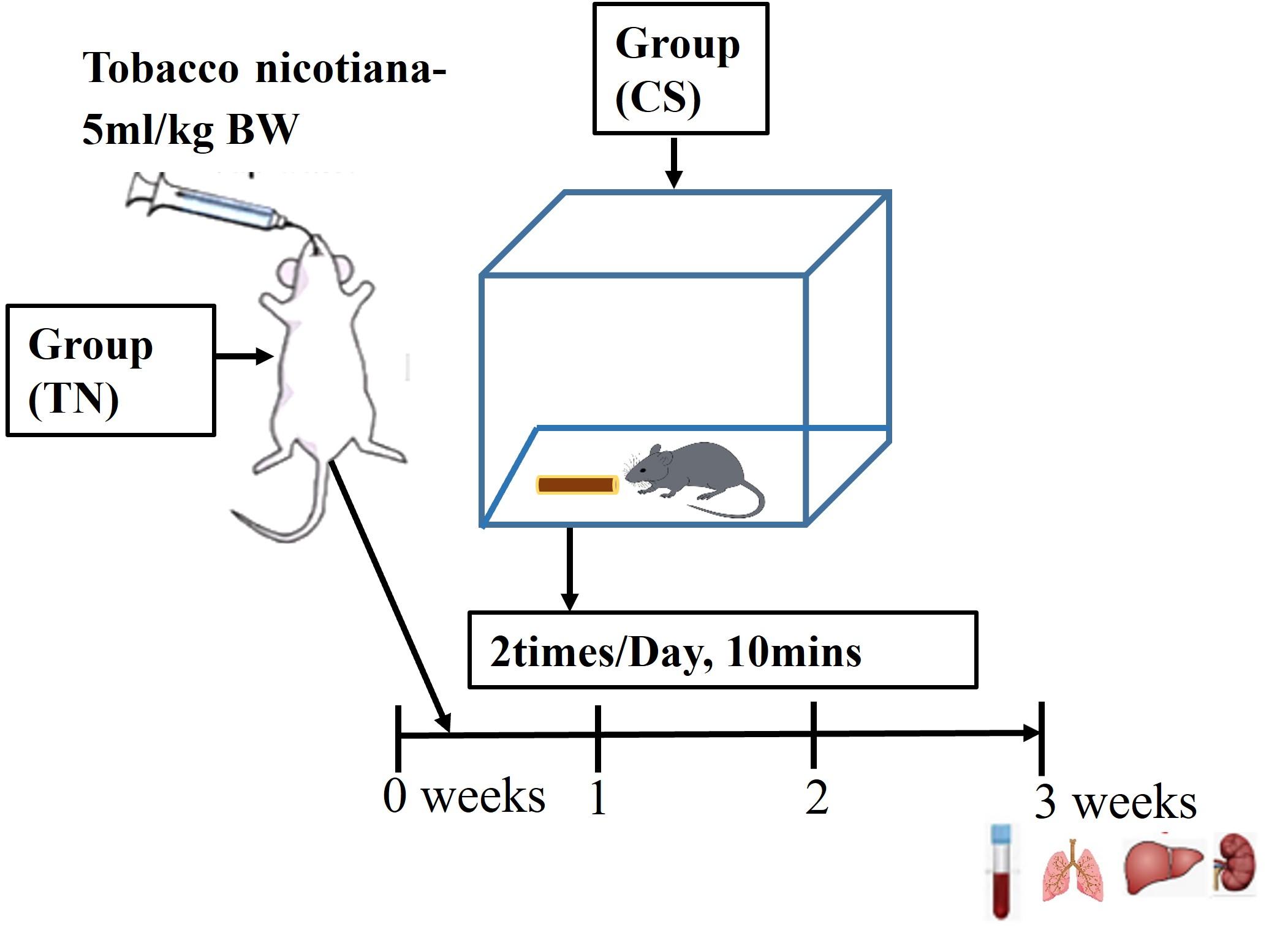 Exposure to tobacco (<span>Nicotiana tabacum</span>) extract and cigarette smoke induces hematological and histopathological alterations in Swiss albino mice