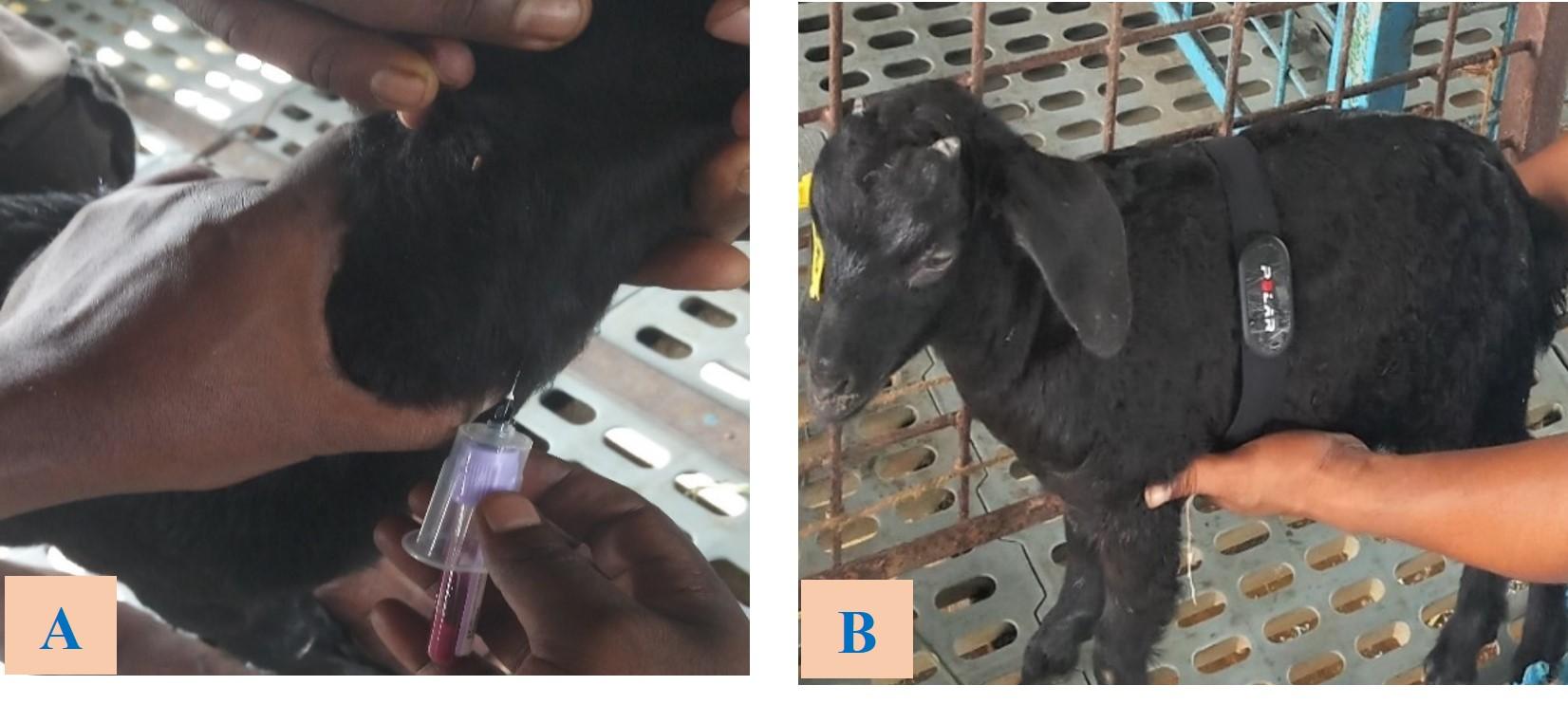 An assessment on the impact of weaning stress on the weaning age in Black Bengal goat kids