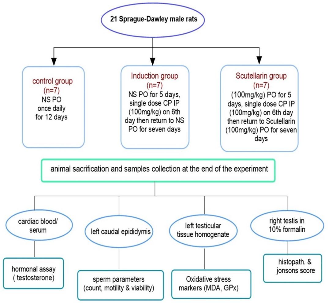 Impact of scutellarin on cyclophosphamide-induced testicular damage in Sprague Dawley male rats