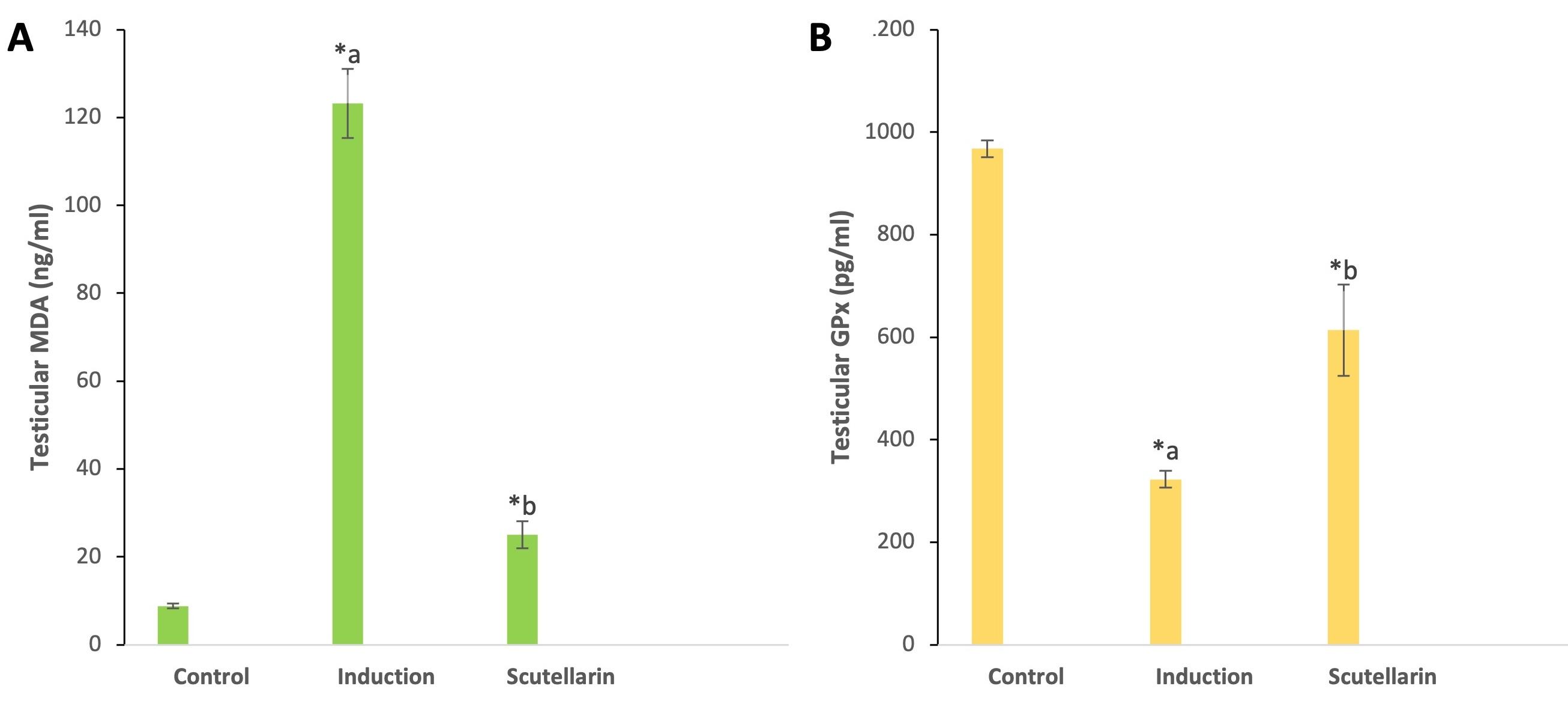 Impact of scutellarin on cyclophosphamide-induced testicular damage in Sprague Dawley male rats