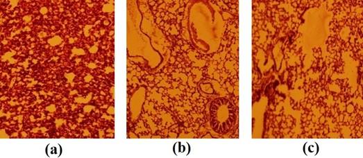 Evidence of health complications caused by mosquito coil smoke inhalation in mouse model