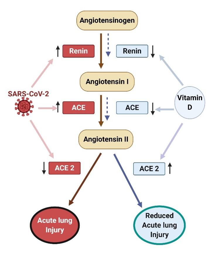 Potential roles of vitamin D in the treatment of COVID-19 patient and improving maternal and child health during pandemic