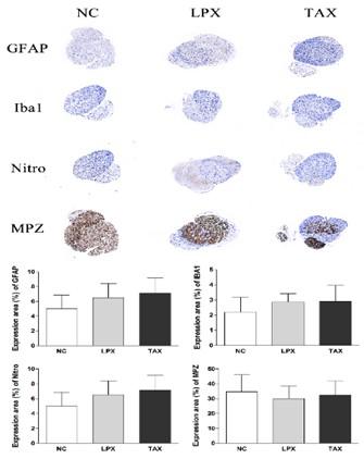 DHP107, a novel oral paclitaxel formulation induces less peripheral neuropathic pain and pain-related molecular alteration than intravenous paclitaxel preparation in rat