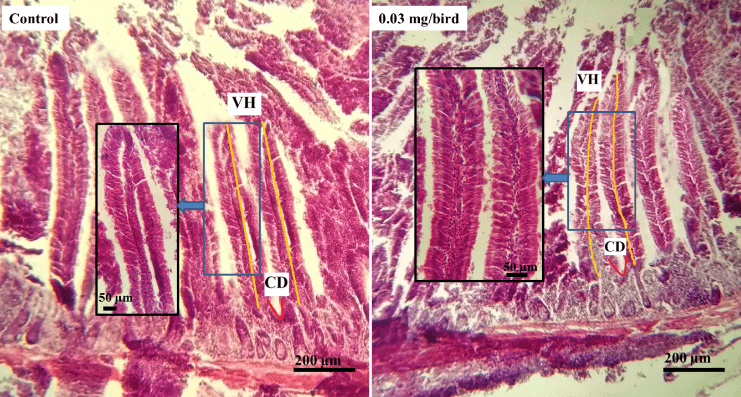 Evaluation of optimum dietary inclusion level of probiotics for potential benefits on intestinal histomorphometry, microbiota, and pH in Japanese Quails