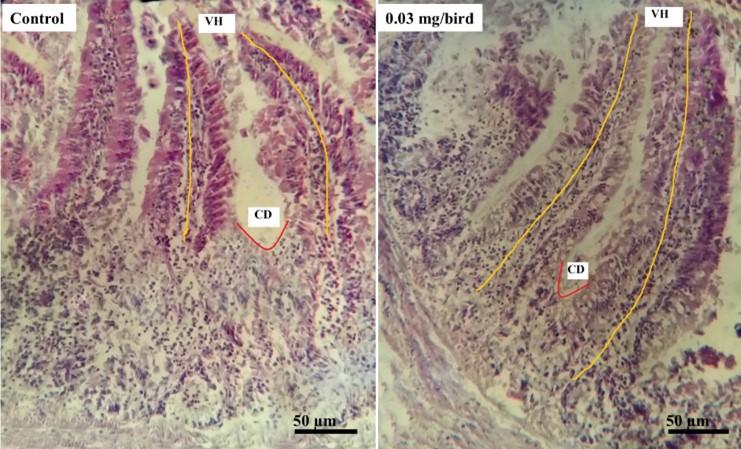 Evaluation of optimum dietary inclusion level of probiotics for potential benefits on intestinal histomorphometry, microbiota, and pH in Japanese Quails