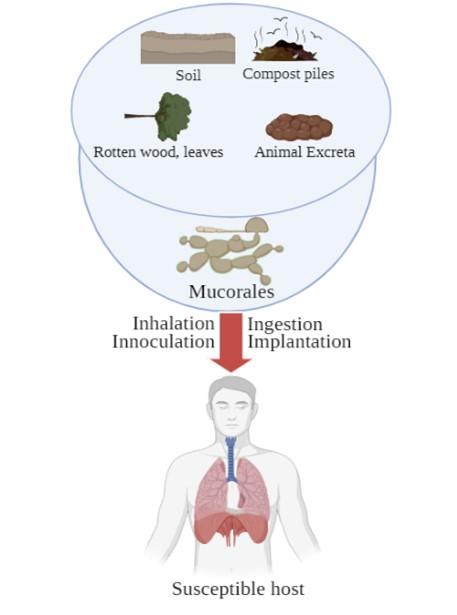 Mucormycosis (black fungus) and its impact on the COVID-19 patients: An updated review