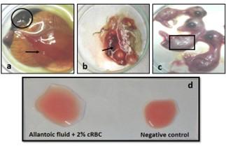 Comparative molecular analysis of contemporary isolates of duck plague virus from haor areas of Bangladesh