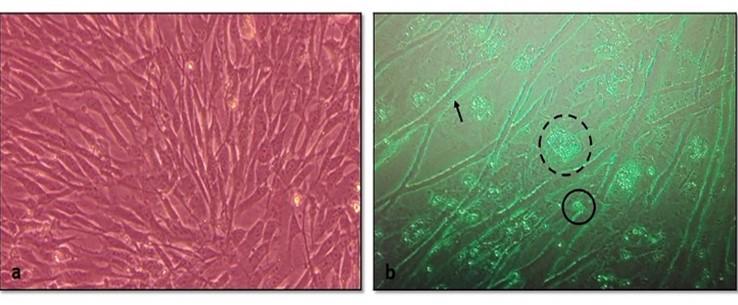 Comparative molecular analysis of contemporary isolates of duck plague virus from haor areas of Bangladesh