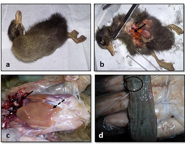 Comparative molecular analysis of contemporary isolates of duck plague virus from haor areas of Bangladesh