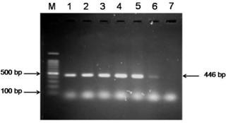 Comparative molecular analysis of contemporary isolates of duck plague virus from haor areas of Bangladesh