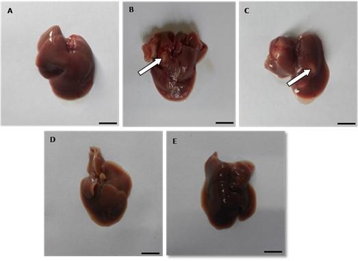 Prophylactic effect of vitamin E and coriander (Coriandrum sativum) seed extract against lead toxicity in liver of Swiss albino mice