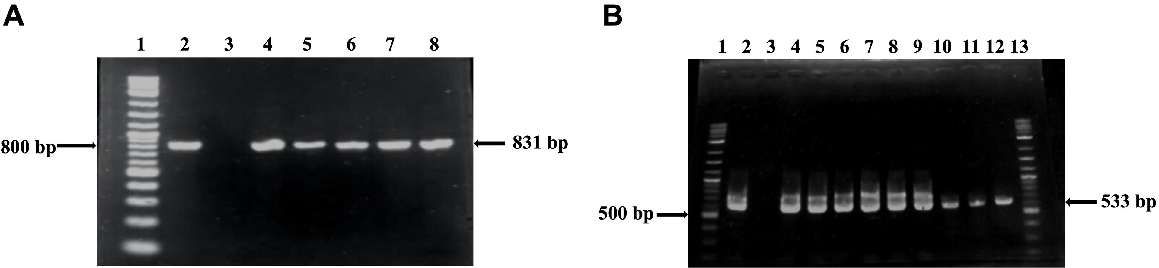 Diversity and resistance profile of bacteria associated with washroom surfaces in Bangladesh Agricultural University residence halls