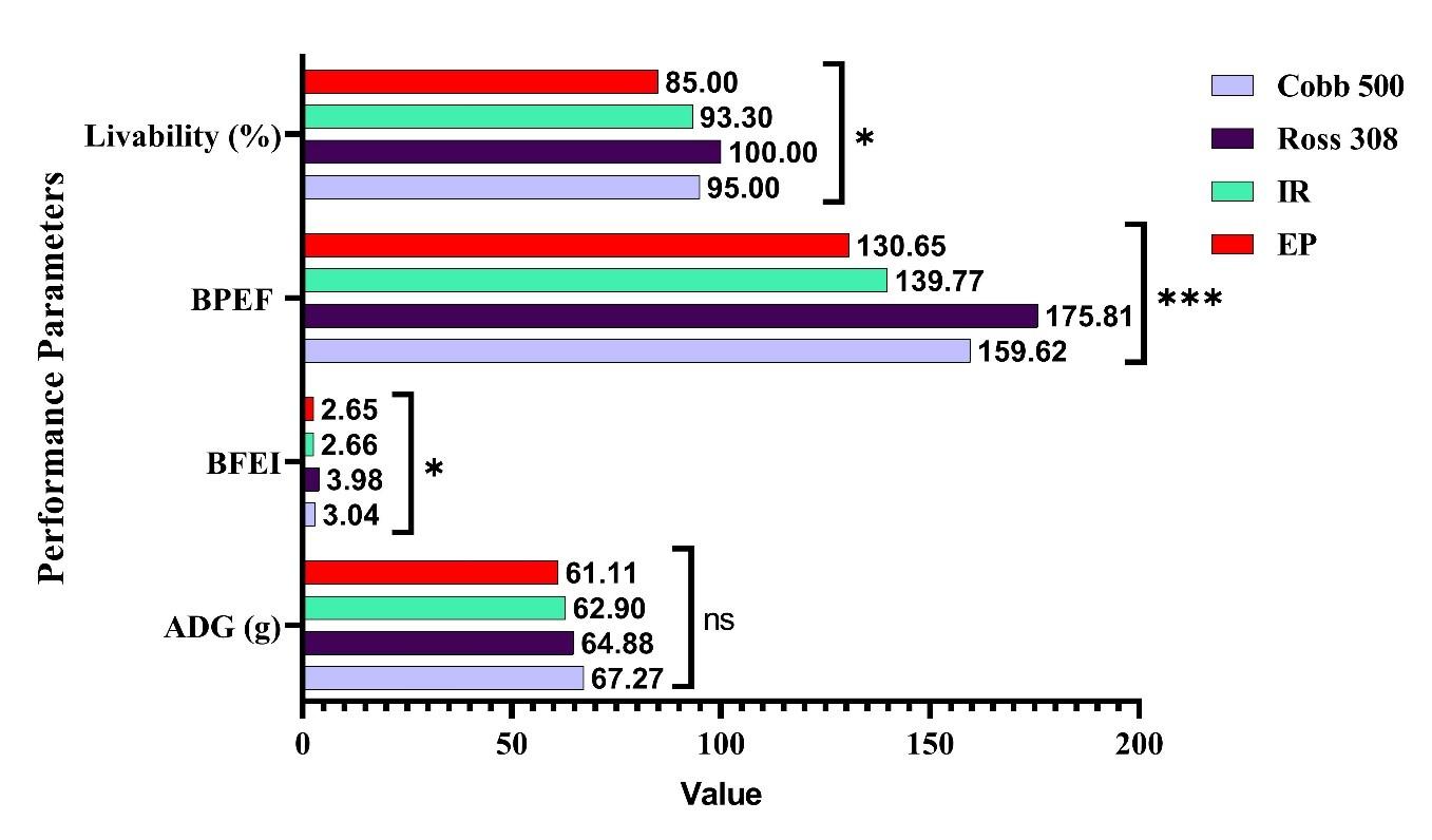 Selection of efficient broiler strain for productive performances and immunity under local farming system in Bangladesh