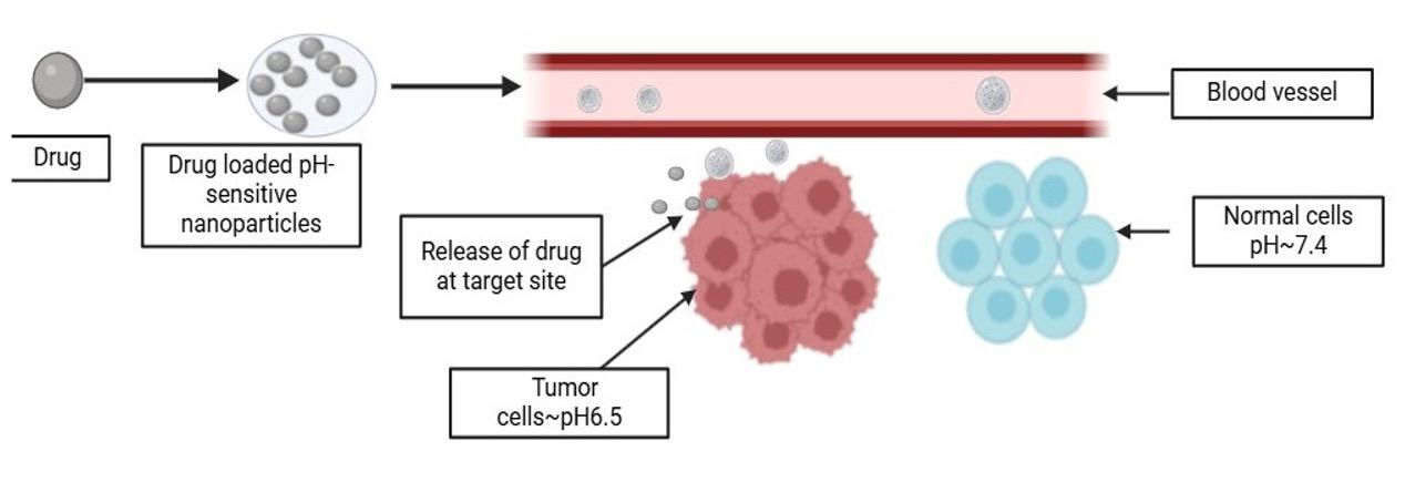 A comprehensive study on pH-sensitive nanoparticles for the efficient delivery of drugs