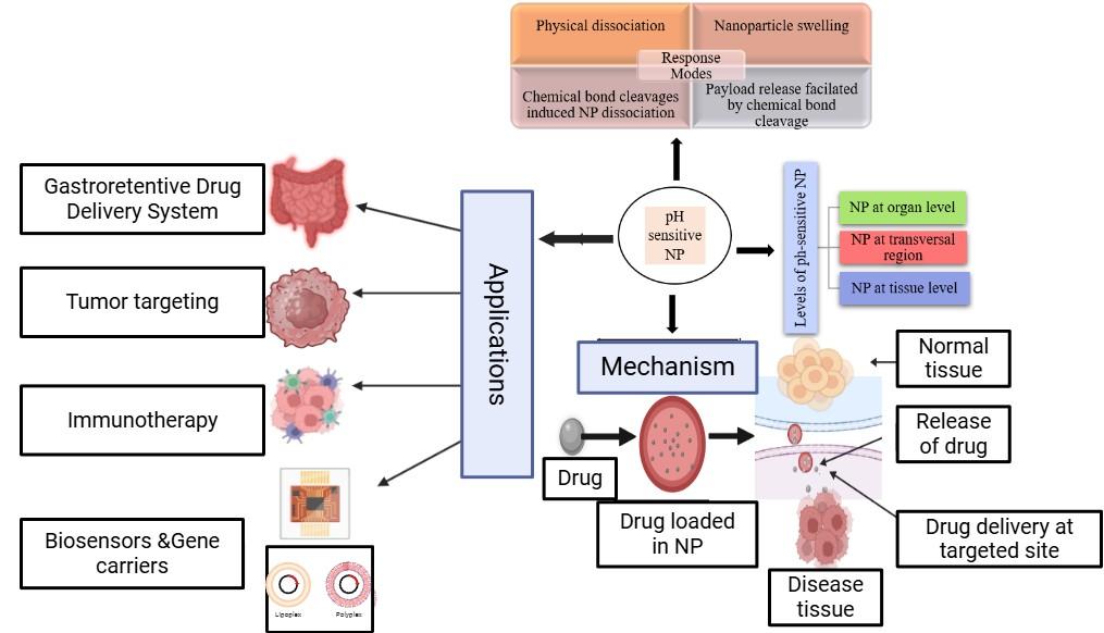 A comprehensive study on pH-sensitive nanoparticles for the efficient delivery of drugs