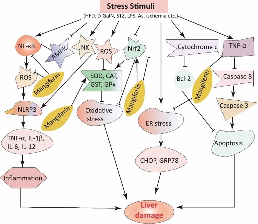 Pharmacological insights and therapeutic advances of mangiferin against various pathological conditions in liver diseases