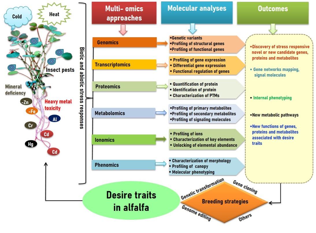 Exploring impact of integrated breeding strategies in enhancing yield, nutritional quality, and stress tolerance in alfalfa