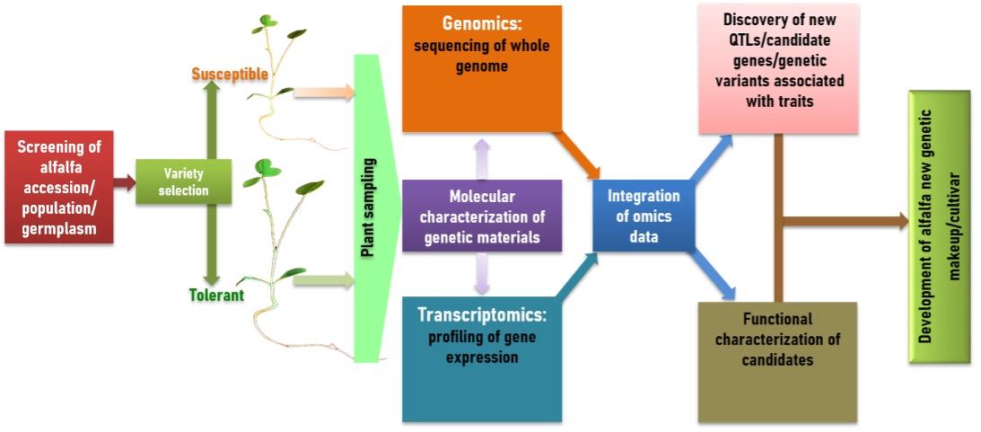 Exploring impact of integrated breeding strategies in enhancing yield, nutritional quality, and stress tolerance in alfalfa