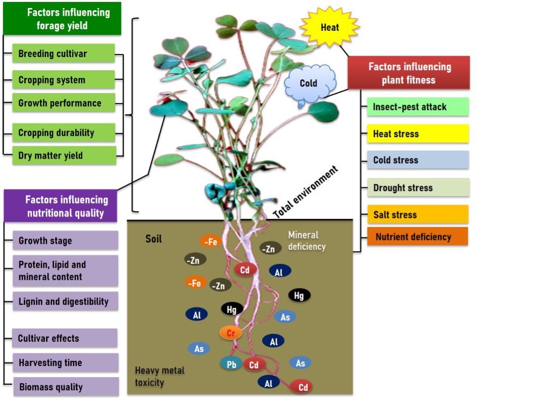 Exploring impact of integrated breeding strategies in enhancing yield, nutritional quality, and stress tolerance in alfalfa