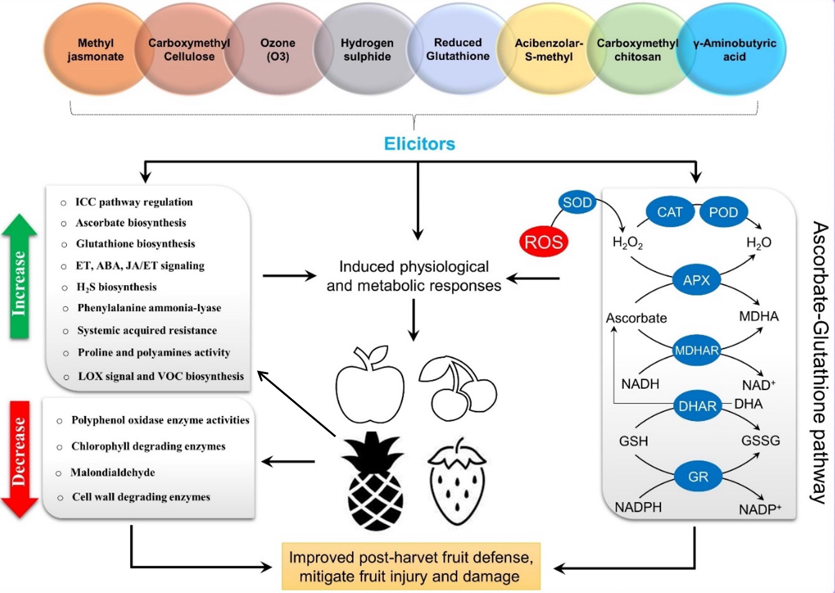 Coordination of elicitors and ascorbate-glutathione cycle: A vital nexus for mitigating post-harvest injury and losses of cultivated fruits