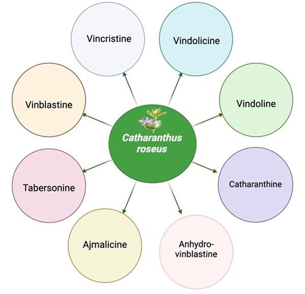 Exploring the cancer-fighting properties of <span>Catharanthus roseus</span>: A natural powerhouse