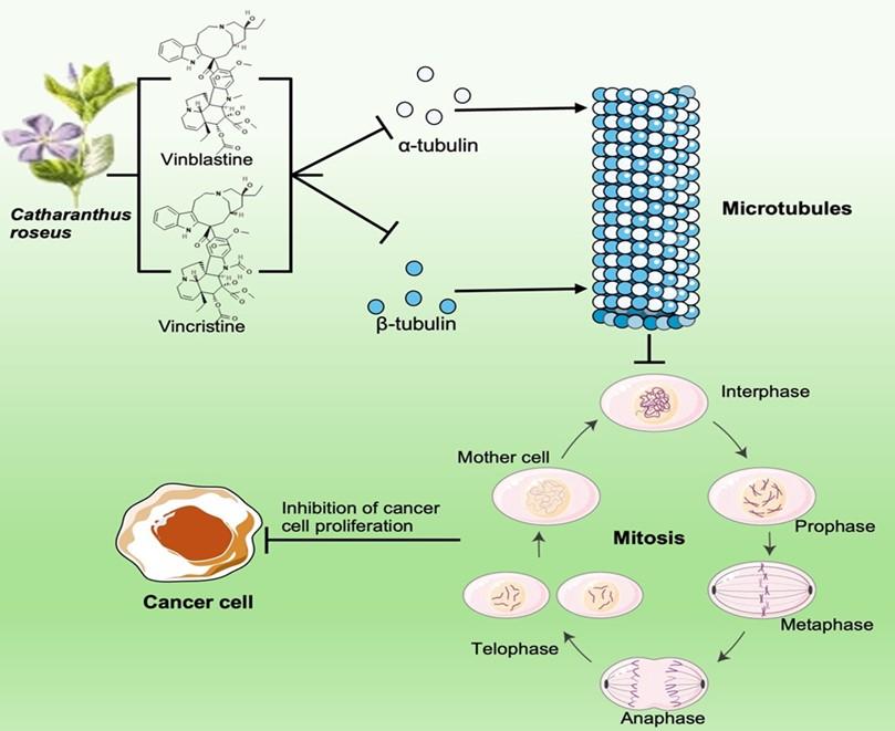 Exploring the cancer-fighting properties of <span>Catharanthus roseus</span>: A natural powerhouse