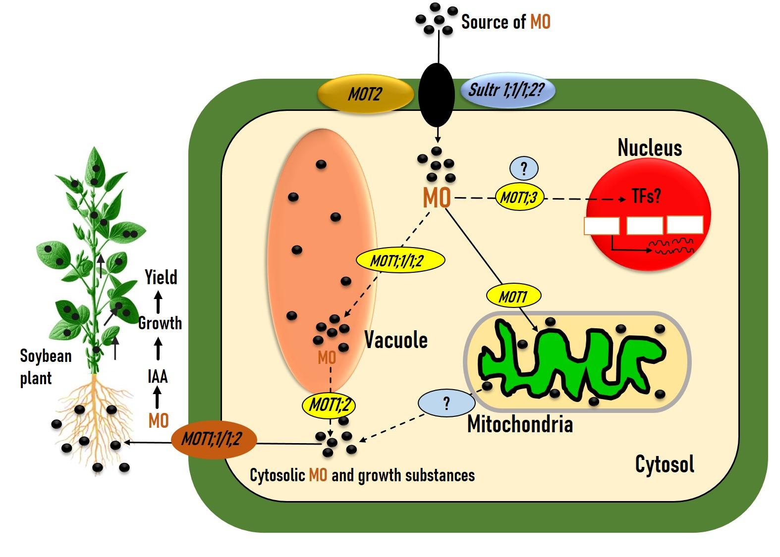 Dual benefits: <span>MOT1;1/1;2</span> coordinates both crop growth and productivity