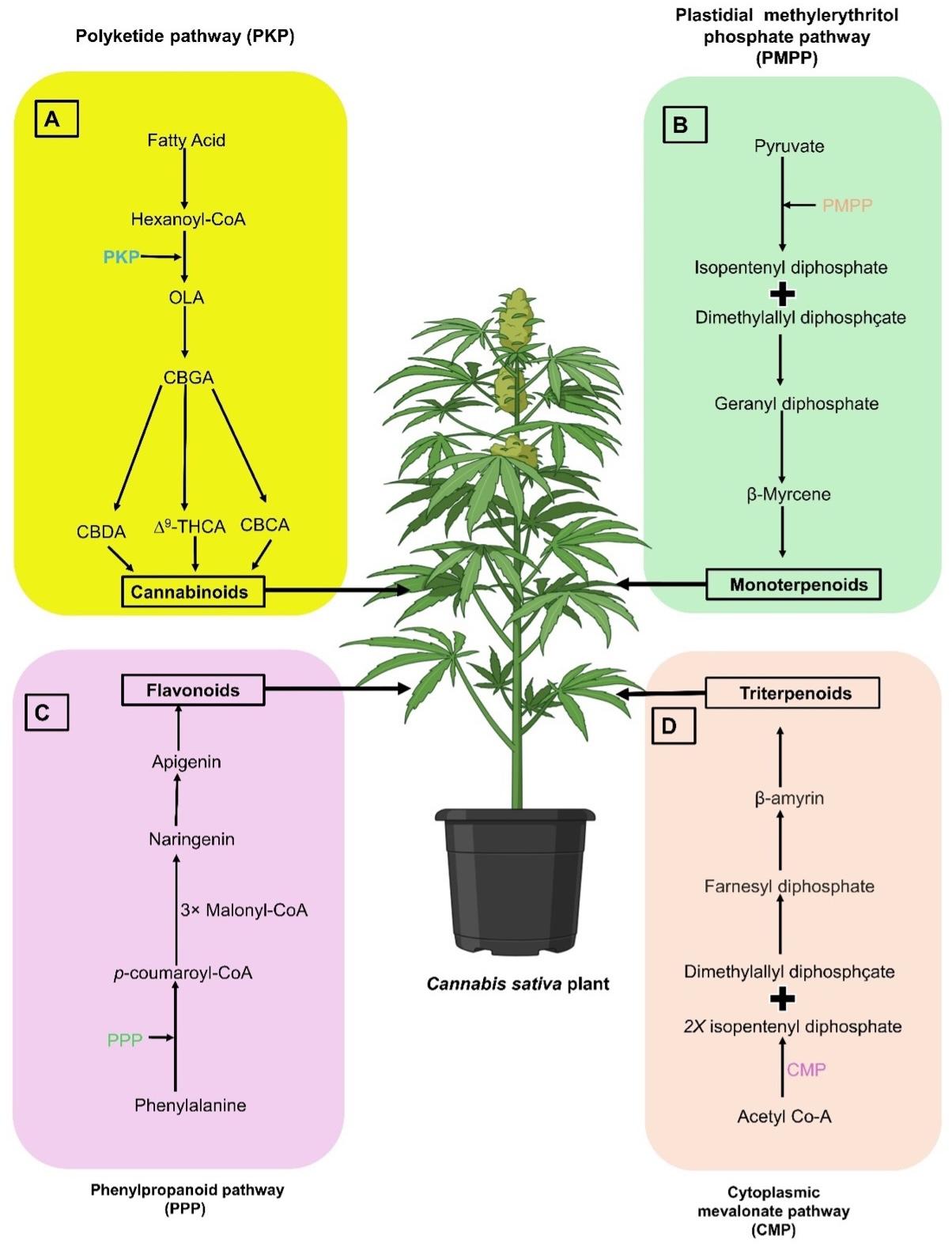 Plant improvement and metabolite production in <span>Cannabis sativa</span>: Recent biotechnological advances