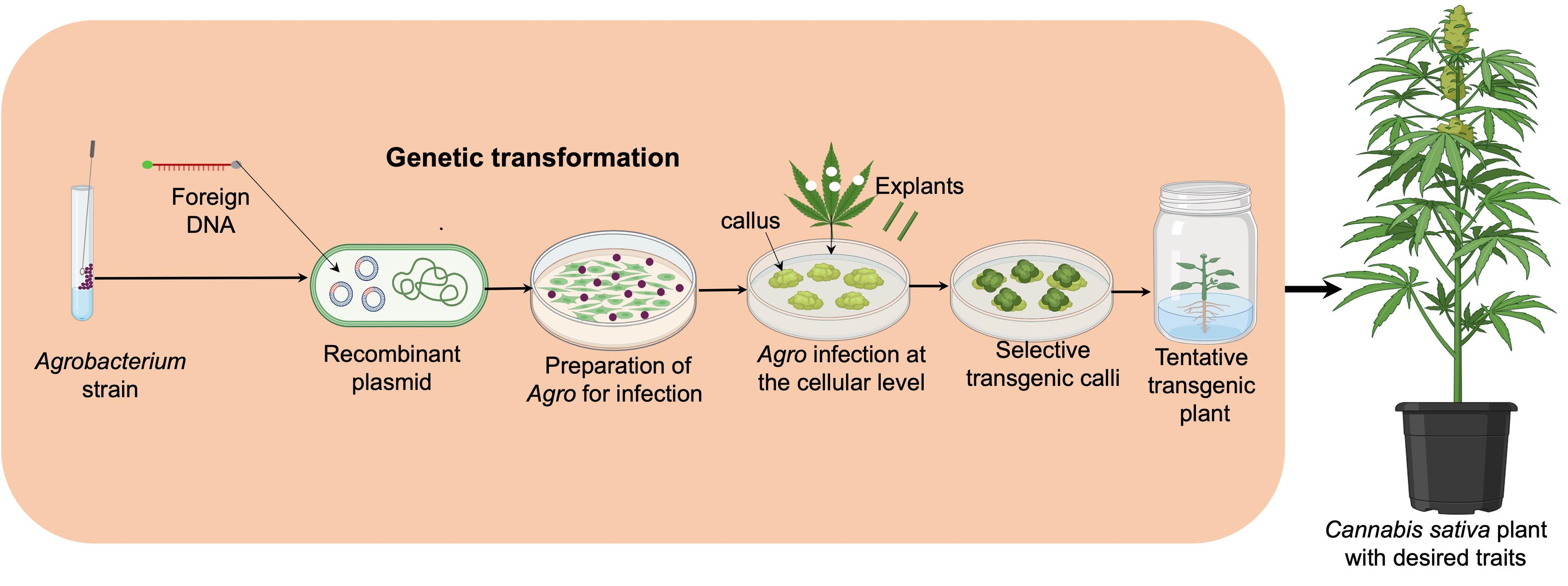 Plant improvement and metabolite production in <span>Cannabis sativa</span>: Recent biotechnological advances