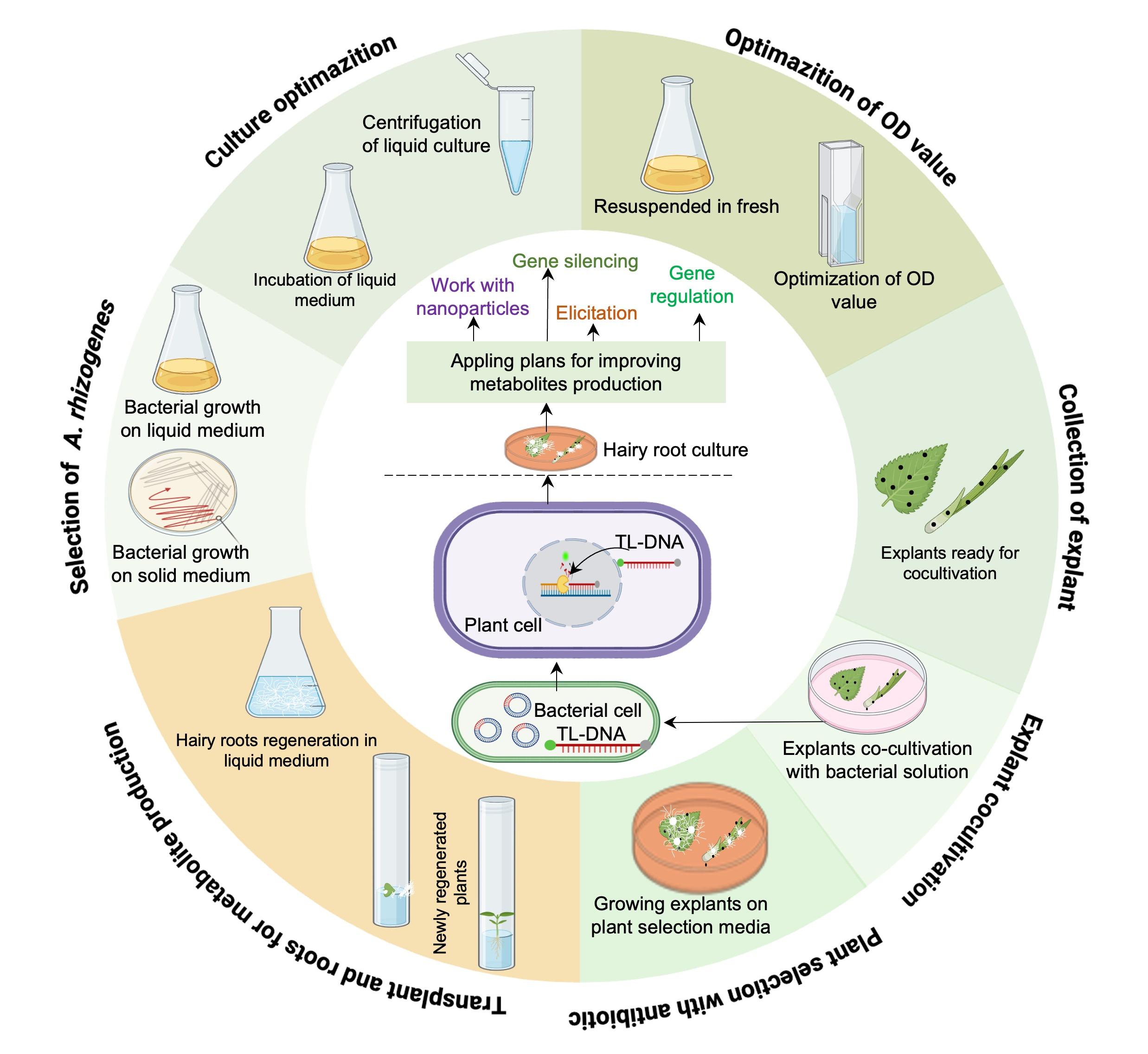 Plant improvement and metabolite production in <span>Cannabis sativa</span>: Recent biotechnological advances